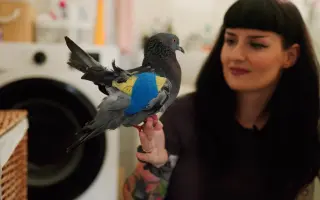 Pomôžme Vlaďke postaviť domov pre handicapované holuby
