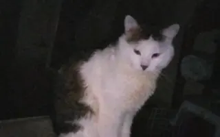 Pomôžme kocúrikovi Labke zotaviť sa