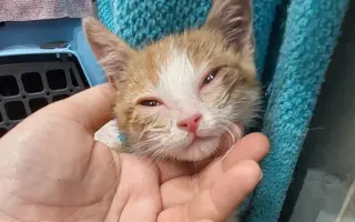 Pomôžme Dáši zachraňovať pouličné mačičky