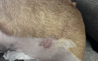 Podporte Anyu, fenku francúzskeho buldočka