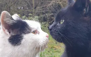 Dajme pouličným kocúrikom šancu prežiť zimu v zdraví