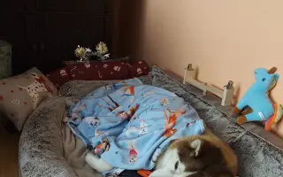 Keď labky slabnú, láska stále beží ďalej - pomôžme huskymu Hachiko