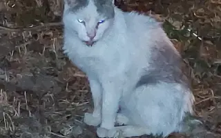 Pomôžme Dáši zachraňovať pouličné mačičky