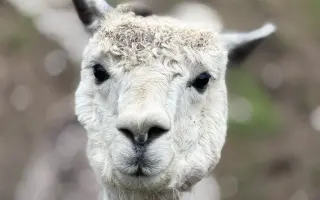 Domov sme Alpíkovi dali. Teraz mu darujme spoločnosť.