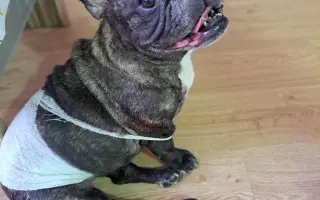 Pomôžme Julke zaplatiť za veterinárnu starostlivosť