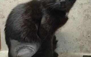 Zachráňme Miniho a dajme šancu aj tým, čo prídu po ňom Zachráňme Miniho a dajme šancu aj tým, čo prídu po ňom