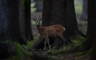 Pomôžte mi zachytiť divoké Slovensko - Na hrane rúbane