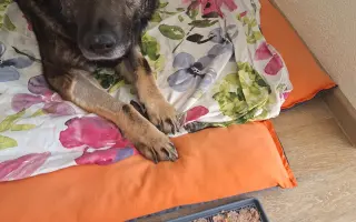 Pomohli ste Šeďovi získať druhú šancu