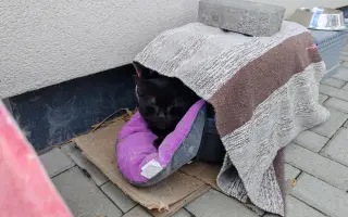 Pomôžme Eve starať sa aj naďalej o mačičky, ktoré ju potrebujú