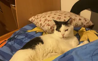 Pomohli ste Kokovi v boji s agresívnou rakovinou FISS