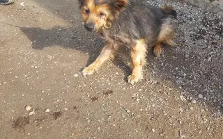 Pomôžte nám s kastráciou psíkov z osád