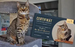 Kastráciou proti utrpeniu: Pomôžte zachraňovať pouličné mačky.