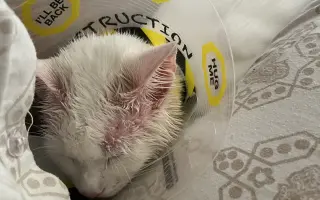 Pomôžme kocúrikovi Luciferovi bojovať s lymfómom