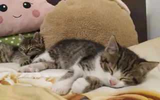 Posledná nádej kocúrika Miška