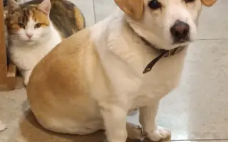 Pomôžte Penny zasa behať – láska na štyroch labkách