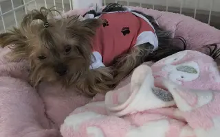 Pomôžme Leuške žiť bez bolesti a svrbenia
