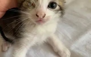 Pomôžte nám postaviť bezpečnú voliéru pre mačky bez domova