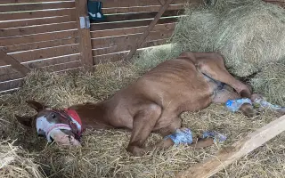 Pomôžte našej milovanej kobylke s liečbou