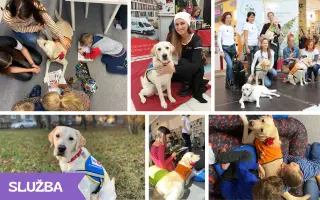 Hanička – srdce na štyroch labkách potrebuje pomoc