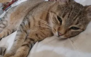 Pomôžme ochrániť 12 zachránených mačiek