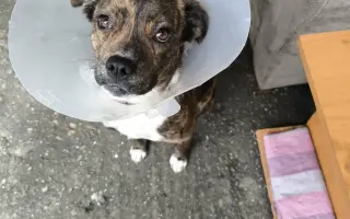 Darujme psíkom v útulku čistú vodu