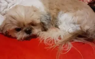 Pomôžte našim senior psíkom Shih-tzu dožiť dôstojný život