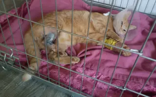 Pomôžte nám postaviť bezpečnú voliéru pre mačky bez domova