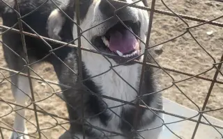 Darujme psíkom v útulku čistú vodu