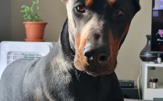 Pomôžte Aresovi v boji s chorobou