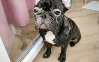 Pomôžme Minnie zastaviť bolesť a zachrániť jej zrak aj zdravie