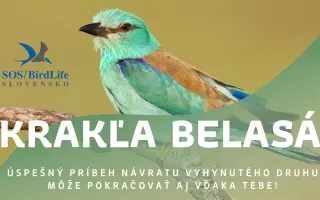 Podpor návrat krakle belasej do slovenskej prírody.