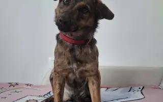 Pomôžte nám udržať  Farmu Happy - bezpečné miesto pre zvieratá