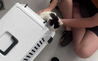 Pomôžme mladej Mňauke bojovať s vážnym FIP ochorením