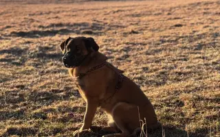 Pomôžme Jessiemu opäť sa postaviť na labky bez bolessti Pomôžme Jessiemu opäť sa postaviť na labky bez bolessti