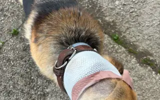 Pomôžte HAFKÁČOM ďalej zachraňovať psíkov