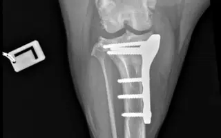 Pomôžte Lole chodiť bez bolesti – súrne potrebuje operáciu