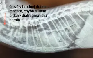 Pomôžme Anete dokončiť štúdium a stať sa veterinárkou