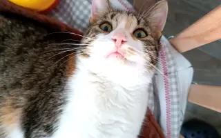 Pomôžte nám postaviť bezpečnú voliéru pre mačky bez domova