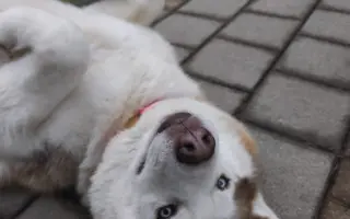 Keď labky slabnú, láska stále beží ďalej - pomôžme huskymu Hachiko