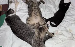 Podporte rozšírenie depozitu pre mačičky z ulice