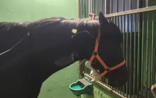 Pomôžme Velesovi vrátiť sa domov na farmu