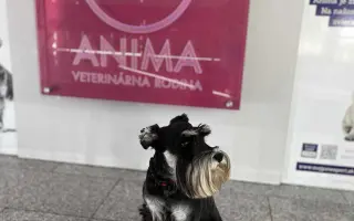 Ella - malý psík s veľkým srdcom, ktorý ešte nechce odísť