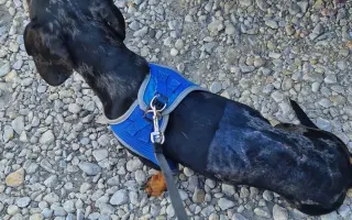 Dante dostal druhú šancu. Pomôžme mu dokončiť cestu k zotaveniu.