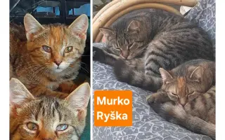 Pomôžme tam, kde by mačičky bez nás neprežili