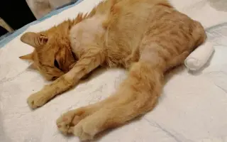 Zachráňme Miniho a dajme šancu aj tým, čo prídu po ňom Zachráňme Miniho a dajme šancu aj tým, čo prídu po ňom