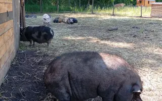 Chýba už len kúsok. Pomôžte nám presťahovať Azyl pre prasiatka a králiky.