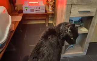 Pomôžme Eve starať sa aj naďalej o mačičky, ktoré ju potrebujú