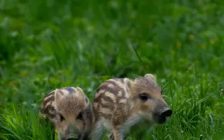Pomôžte mi zachytiť divoké Slovensko - Na hrane rúbane