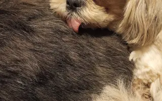 Pomôžte našim senior psíkom Shih-tzu dožiť dôstojný život