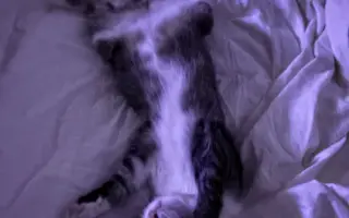 Podporte rozšírenie depozitu pre mačičky z ulice